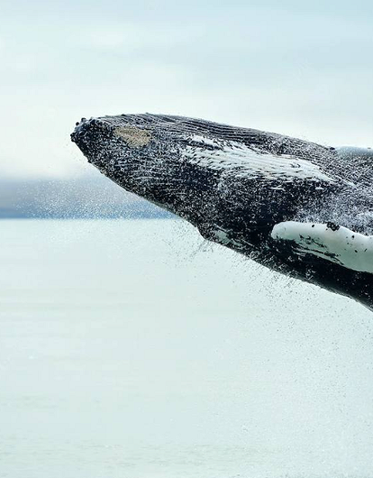Более 200 китов выбросились на берег в Австралии