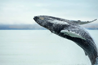 Более 200 китов выбросились на берег в Австралии