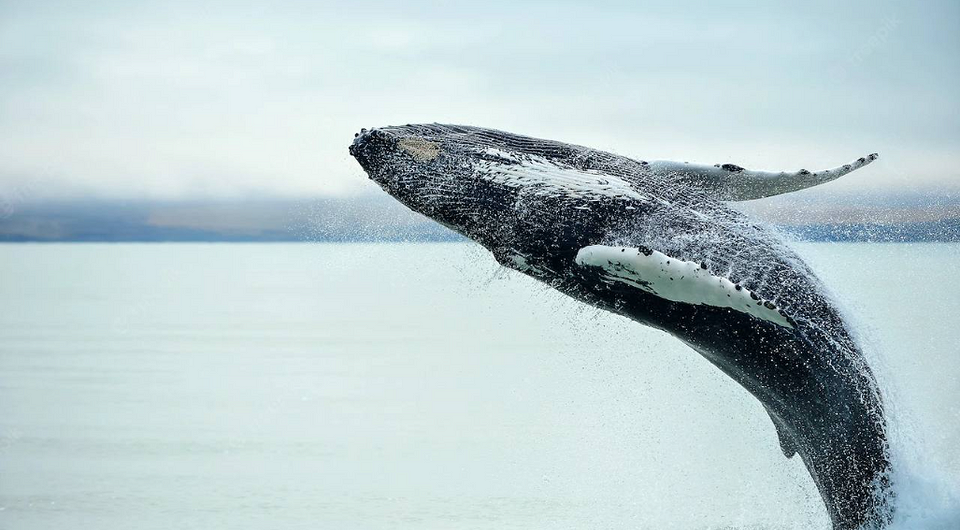 Более 200 китов выбросились на берег в Австралии