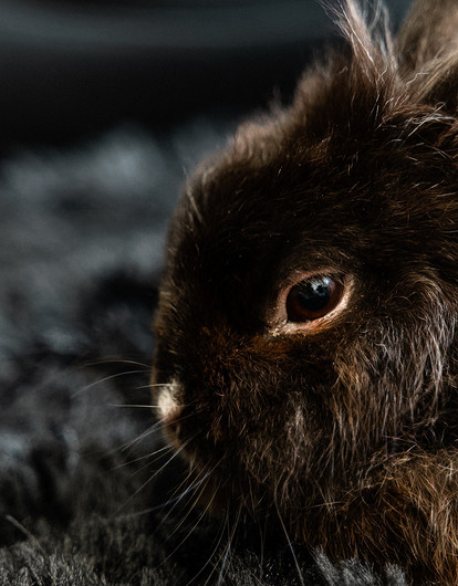 2023-й — год какого животного по китайскому гороскопу: в чем встречать, что готовить и чего ждать