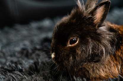 2023-й — год какого животного по китайскому гороскопу: в чем встречать, что готовить и чего ждать