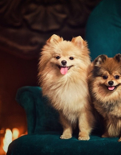 Стрижки для шпица: 6 красивых и необычных вариантов для девочек и мальчиков