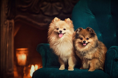 Стрижки для шпица: 6 красивых и необычных вариантов для девочек и мальчиков