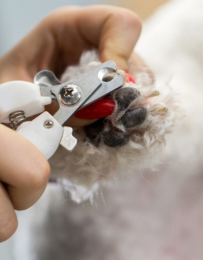 Как подстричь когти собаке: 6 советов (видео)