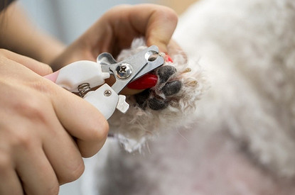 Как подстричь когти собаке: 6 советов (видео)
