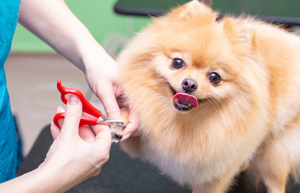 Как подстричь когти собаке: 6 советов (видео)