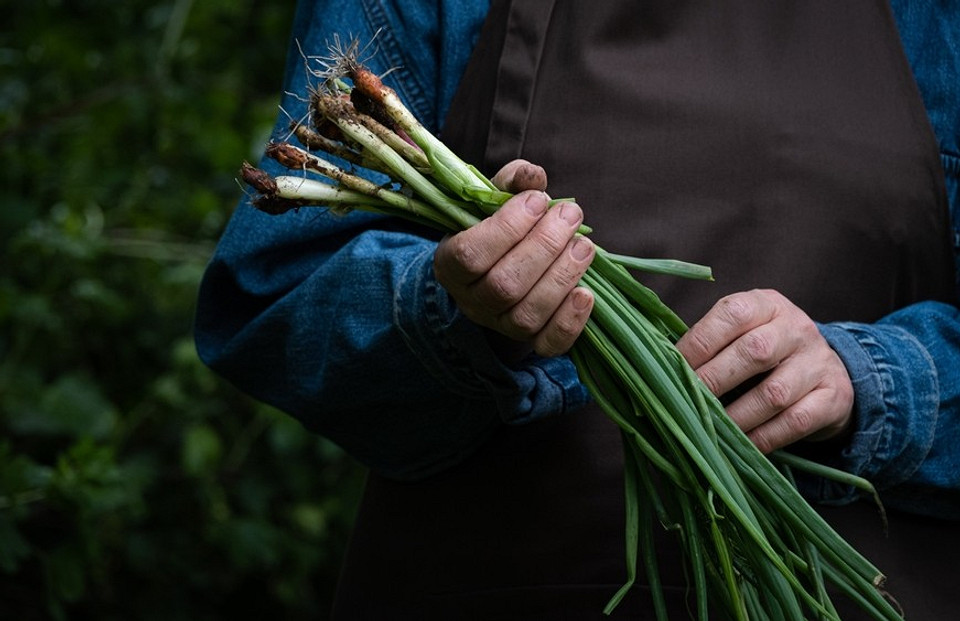 Как сохранить зеленый лук на зиму: 5 способов