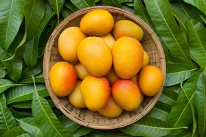 Домашняя экзотика: как вырастить манго из косточки (видео)