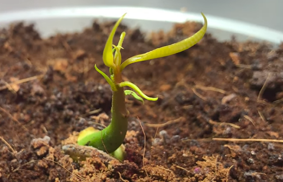 Домашняя экзотика: как вырастить манго из косточки (видео)