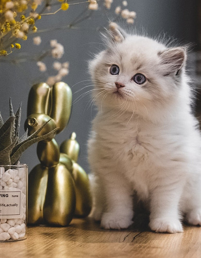 Привет, малыш: как кормить и ухаживать за новорожденным котенком