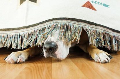 «Давай бояться вместе»: гроза и еще 4 частых страха у собак (и как им можно помочь)