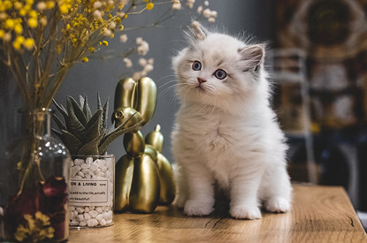 Привет, малыш: как кормить и ухаживать за новорожденным котенком