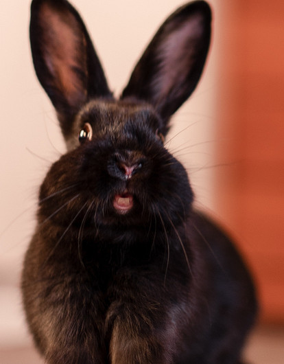 Гороскоп на 2023 год: что Черный Кролик принесет твоему знаку зодиака