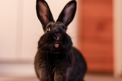 Гороскоп на 2023 год: что Черный Кролик принесет твоему знаку зодиака