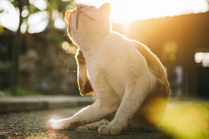 Блохи у кошки: откуда берутся и как вывести в домашних условиях