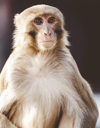 В России создали вакцину от обезьяньей оспы