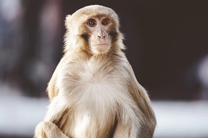 В России создали вакцину от обезьяньей оспы