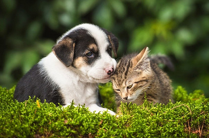 Лучшие друзья: 7 пород собак, которые отлично ладят с кошками