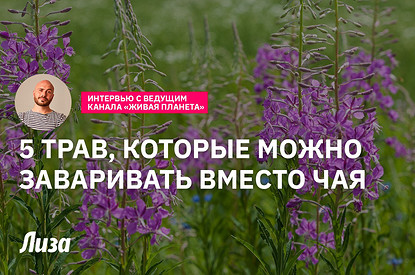 Травы, которые можно заваривать вместо чая