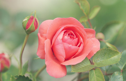 «Комнатной» называют три гибрида розы — полиантовые, чайно-гибридные и миниатюрные. Отличаются размерами цветов и наличием (или отсутствием) аромата. Уход за розой в домашних условиях нос...