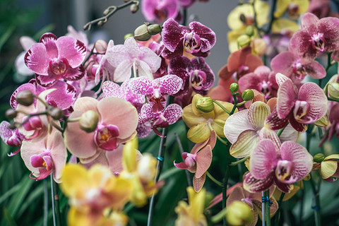 Самый непривередливый сорт орхидеи — фаленопсис. Но и он требует особых условий. Например, этому цветку не подходит обычная почва, хорошо растут в смеси из коры, мха сфагнума и кокосового...