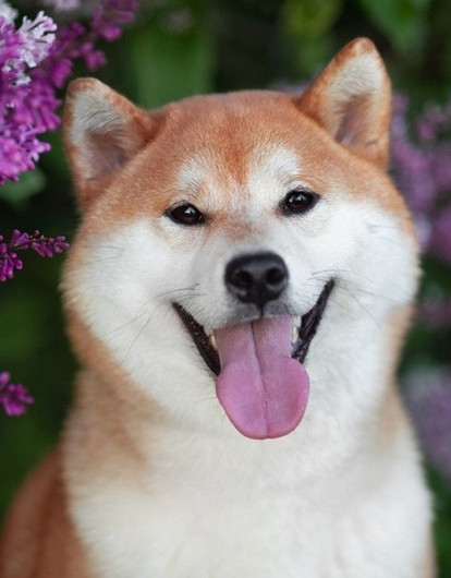 Японский сиба-ину: описание породы, характер и уход за собакой