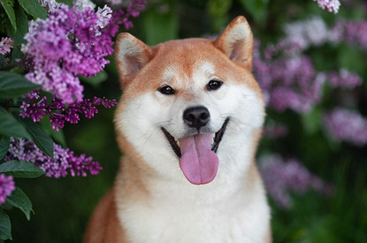 Японский сиба-ину: описание породы, характер и уход за собакой