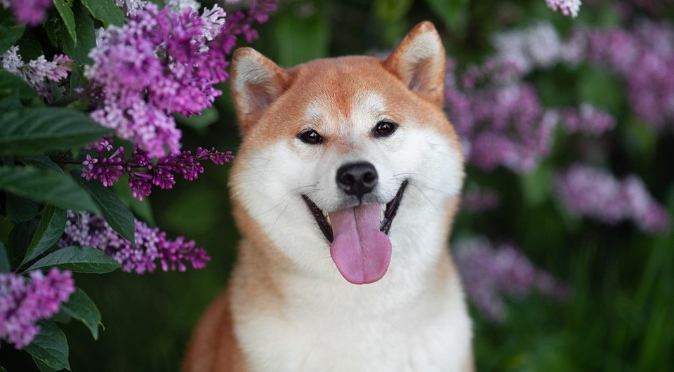 Порода сиба-ину: характер, уход и фото очаровательной собаки