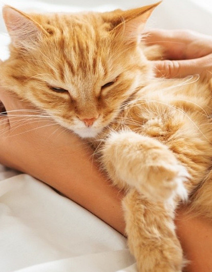 Тише воды, ниже травы: 6 самых спокойных и ленивых пород кошек