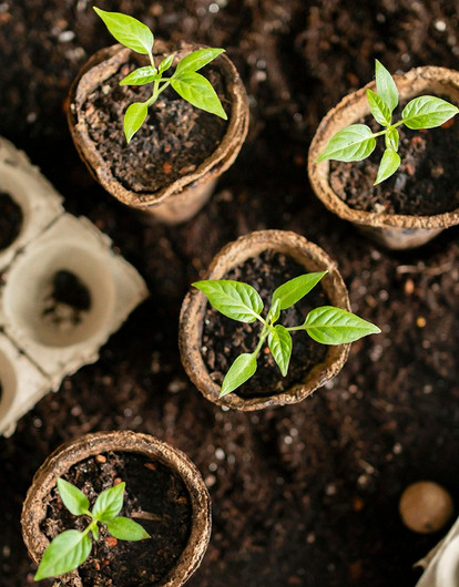 Когда сеять семена на рассаду в 2023 году: гид по месяцам