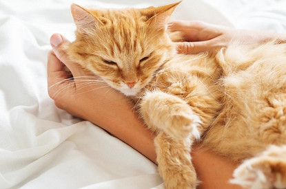 Тише воды, ниже травы: 6 самых спокойных и ленивых пород кошек