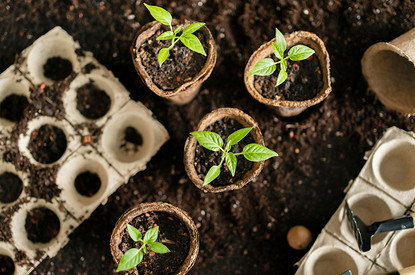 Когда сеять семена на рассаду в 2023 году: гид по месяцам