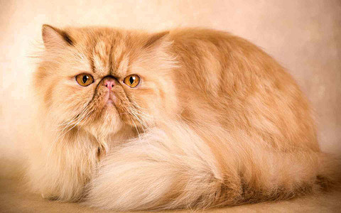 Персидский кот подходят только для домашнего содержания, их нельзя выпускать на улицу. Из-за особенностей строения носоглотки животному тяжело поддерживать комфортную температуру тела. У...