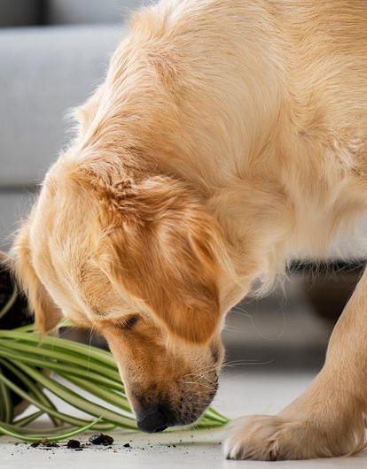 Пес в посудной лавке: 6 самых неуклюжих собак, которые сметают все на своем пути