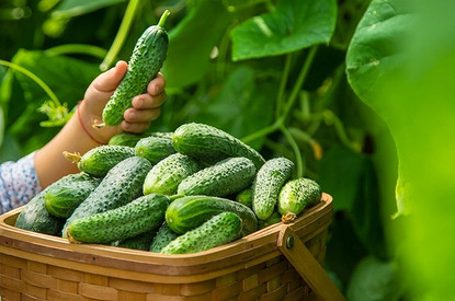 Как вырастить рассаду огурцов, чтобы получить богатый урожай