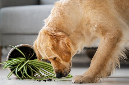 Пес в посудной лавке: 6 самых неуклюжих собак, которые сметают все на своем пути