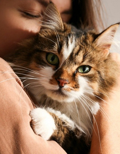 Сибирская кошка: описание породы, характер и особенности ухода за ней