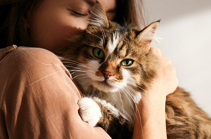 Сибирская кошка: описание породы, характер и особенности ухода за ней