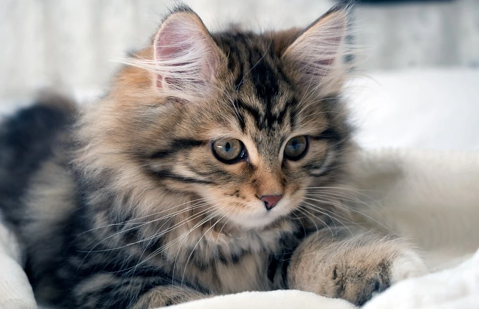 Сибирская кошка: описание породы, характер и особенности ухода за ней