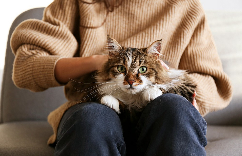 Сибирская кошка: описание породы, характер и особенности ухода за ней
