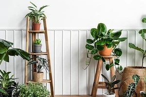 Зелено-богато: 7 комнатных растений, которые способствуют росту финансов