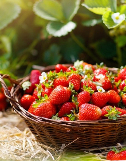 Рассада клубники: как вырастить из семян в домашних условиях