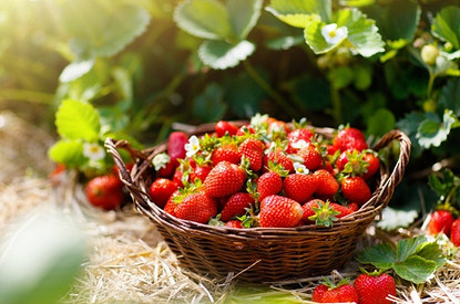 Рассада клубники: как вырастить из семян в домашних условиях