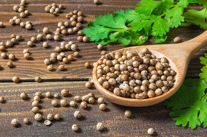 Приправа кориандр: что такое, как применять, польза и вред