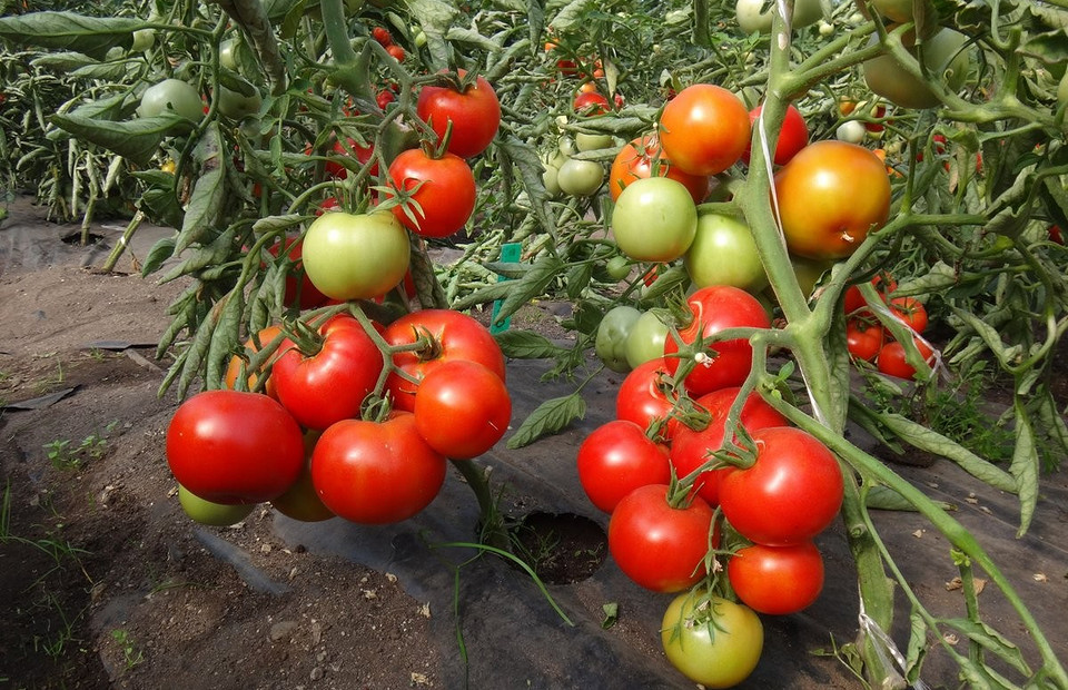 20+ самых урожайных сортов томатов для теплицы и открытого грунта