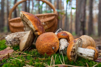 За сбор краснокнижных грибов грозит девять лет тюрьмы