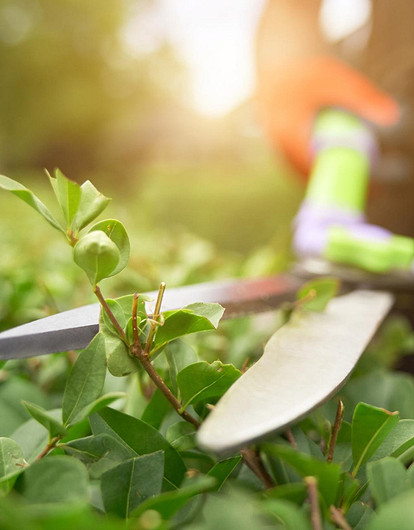 Готовим сад к зиме: 3 правила осенней обрезки деревьев и кустов