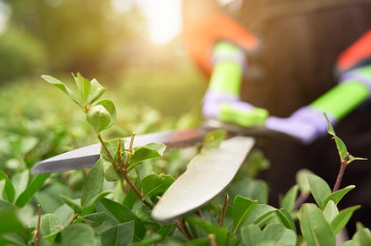 Готовим сад к зиме: 3 правила осенней обрезки деревьев и кустов