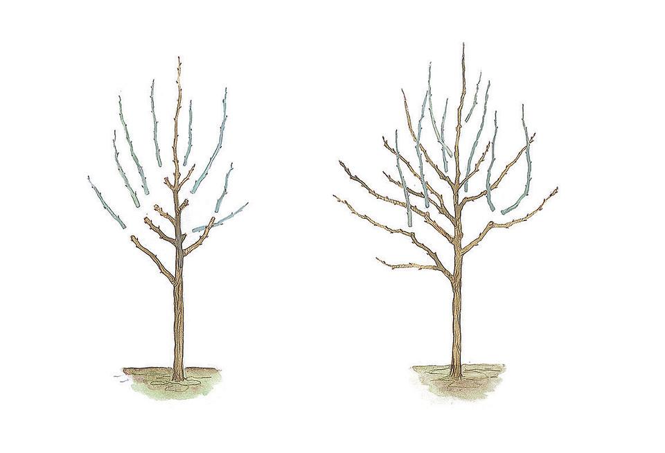 Готовим сад к зиме: 3 правила осенней обрезки деревьев и кустов