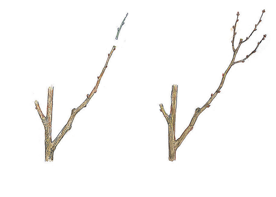 Готовим сад к зиме: 3 правила осенней обрезки деревьев и кустов